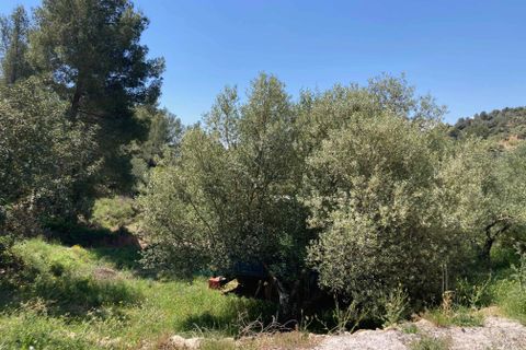 Landejendom i El Perello, Tarragona - foto 4